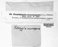 Pestalotia macrospora image